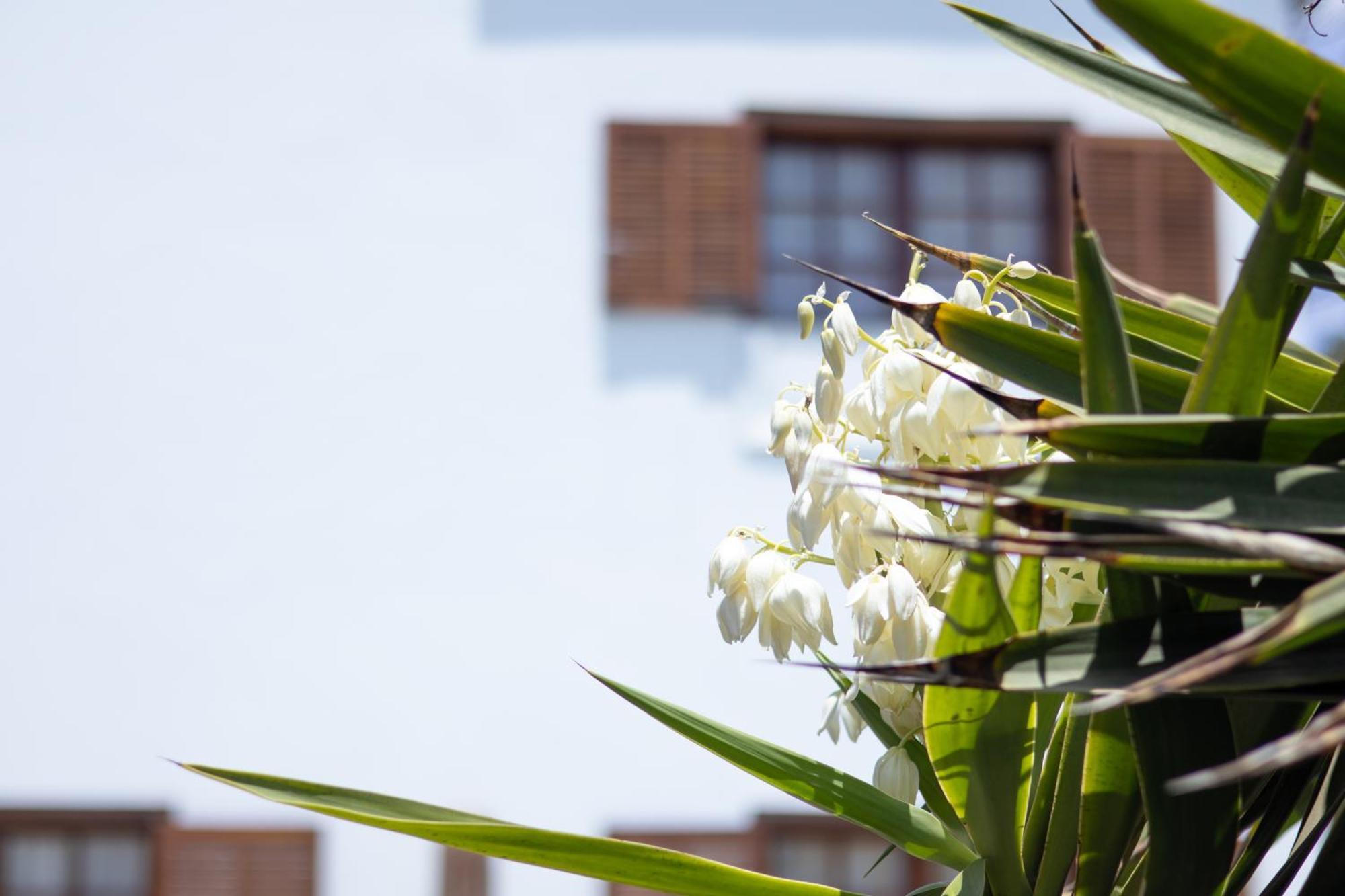 Villa Iseo Πλάγια Μπλάνκα Εξωτερικό φωτογραφία
